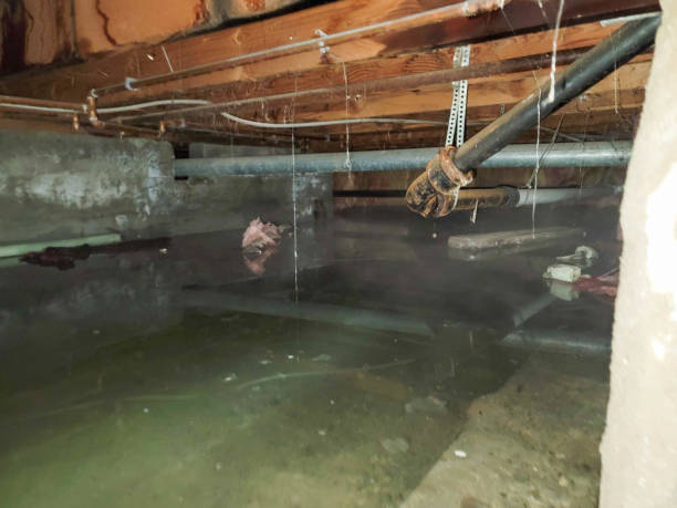 Best Flooded house restoration  in Bryson City, NC
